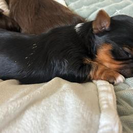 Lita - Parti female Yorkshire Terrier puppy in Waco, Texas from Betterthan Chocolate Yorkies