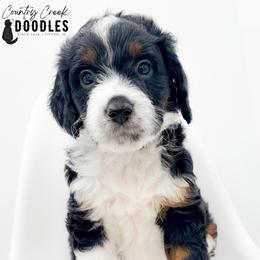 JACE - Tri-color male Bernedoodle puppy in Tipton, Indiana from Country Creek Doodles