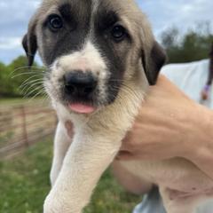 FeathersGlen Balance of Nature - Fawn male Anatolian Shepherd Dog puppy in Franklin, New Hampshire from Feather’s Glen Anatolians