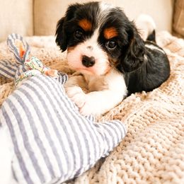 Bow - Tri-color male Cavalier King Charles Spaniel puppy in Tolleson, Arizona from Pixie Dust Cavaliers