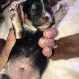 Stanley - Black and white male Chihuahua puppy in Amelia, Virginia from Pannell’s Precious Pups