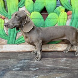 Sahara - Chocolate female Dachshund puppy in El Campo, Texas from Creamer Creek Kennel