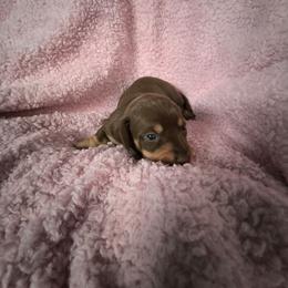 Milkyway - Chocolate and tan female Dachshund puppy in Opelika, Alabama from Dachshund Darlins