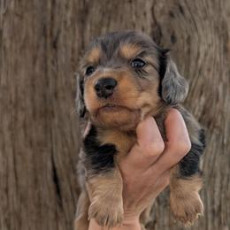 Ella - Dapple female Dachshund puppy in Unadilla, Georgia from Hamsley's Puppy Palace