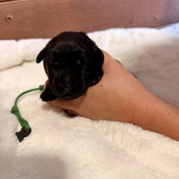 Dark Green - Black male Labrador Retriever puppy in At Henry, Ohio from Hickory Creek Labs