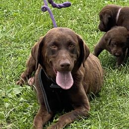 Lady - Labrador Retriever