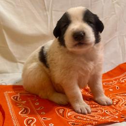 Orange - White and black male Karakachan puppy in Pikeville, Tennessee from Rock Solid Ranch