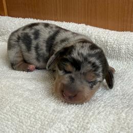 Female 2 - Dapple female Dachshund puppy in El Campo, Texas from Creamer Creek Kennel