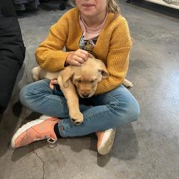 Labrador Retriever Puppies from Krys Ruth