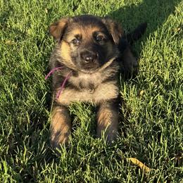 Baron - Black and red male German Shepherd puppy in Whitewater, California from Vom Haus Metzler Shepherds