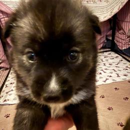 Luna - Black and white female Siberian Husky puppy in Upton, Massachusetts from Toe Bean Huskies