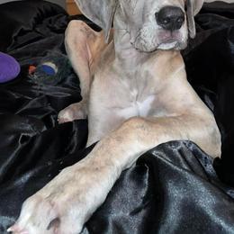 Great Dane Puppies from Mara Danes