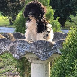 English Springer Spaniel and Springerdoodle Puppies from AVE Springer Spaniels