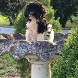 English Springer Spaniel and Springerdoodle Puppies from AVE Springer Spaniels