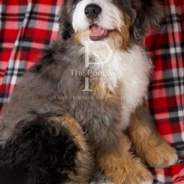 Pudding - Blue merle male Bernedoodle puppy in Tulsa, Oklahoma from The Poodle Co. Raising Doodles & Poodles