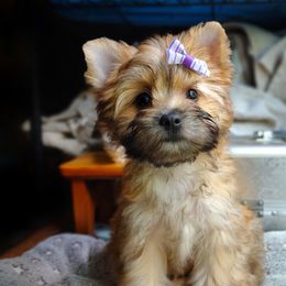 Companion Cross, Havanese, Mal-Shi, Maltese, Maltipoo, Morkie, and Shih Tzu Puppies from Seeking Shalom Acres Maltese, Maltipoos & Havamalts