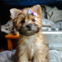 Companion Cross, Havanese, Mal-Shi, Maltese, Maltipoo, Morkie, and Shih Tzu Puppies from Seeking Shalom Acres Maltese, Maltipoos & Havamalts