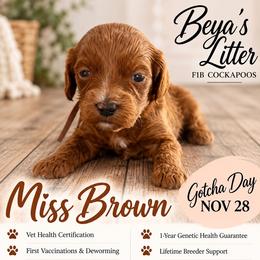 Miss Brown - Brown female Cockapoo puppy in Tampa, Florida from Mary Puppins