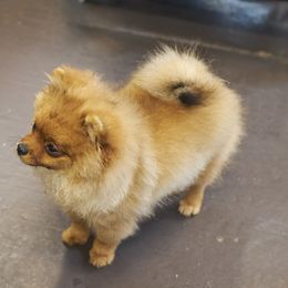 Pomeranian Puppies from Abbapoola Poms