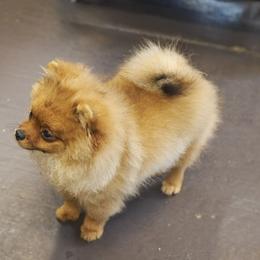 Pomeranian Puppies from Abbapoola Poms