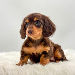 M - Chocolate and tan female Dachshund puppy in Litchfield, Illinois from Charmm Dachshunds