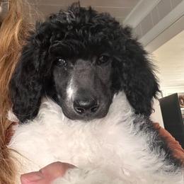 Ellory - Parti female Poodle puppy in Greenwich, New York from MizzElle’s Standard Poodles
