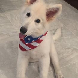 Berger Blanc Suisse and German Shepherd Puppies from Vom Hundhaus German Shepherds