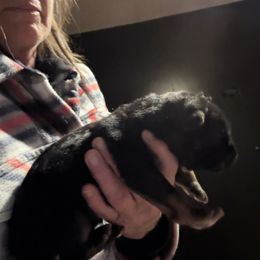 Girl 2 - Black and red female German Shepherd puppy in Fairdale, Kentucky from Kimberly's German Shepherds