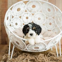 Goldendoodle Puppies from KandE Doodles