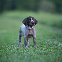 German Shorthaired Pointer and Vizsla Puppies from Nosam Kennels- Hungarian Vizslas, and German Shorthairs Located in Kentucky