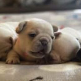 French Bulldog Puppies from Central Ohio Frenchies