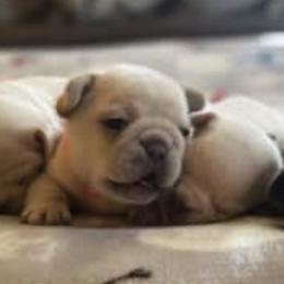 French Bulldog Puppies from Central Ohio Frenchies