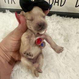 Moana - Apricot female Maltipoo puppy in Apple Valley, California from Boujeepups