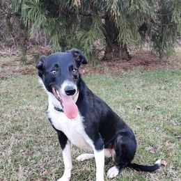 Jessie - Border Collie