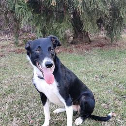 Jessie - Border Collie