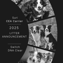 Border Collie puppies from Riverwood