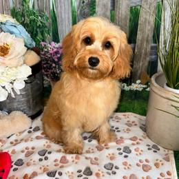 Paislee - Apricot female Cavapoo puppy in Lebanon, Missouri from Perkins Pups