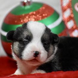 Buddy - Black and tan male Pembroke Welsh Corgi puppy in Gober, Texas from Trigger Time Kennels