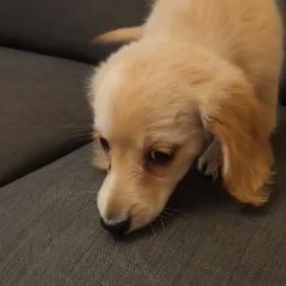 Honey - Red female Dachshund puppy in Visalia, California from DachGraston Dachshunds