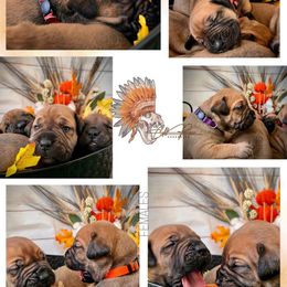 Girl 2 - Red female Boerboel puppy in Pennsylvania from Cold River Boerboels