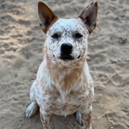 Suni - 1 yr old sweet loving companion for any lifestyle - Red mottled female Australian Cattle Dog puppy in Scurry, Texas from RedHorizon AKC Australian Cattle Dogs (Heelers)