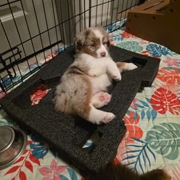 Miniature American Shepherd Puppies from Azure Miniature American Shepherds