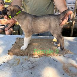 Girl 3 - Fawn female Anatolian Shepherd Dog puppy in Daggett, Michigan from T&S Anatolians