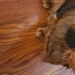 Dachshunds from Jersey's Blue Moon Doxies