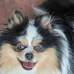 Rocky - Pomeranian