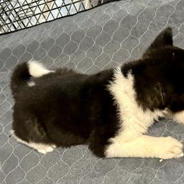 1 Dot - Black female Akita puppy in Coalport, Pennsylvania from After Midnight Akitas