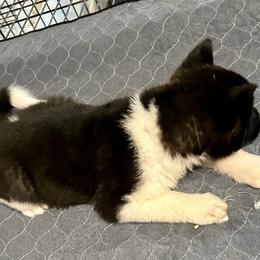 1 Dot - Black female Akita puppy in Coalport, Pennsylvania from After Midnight Akitas