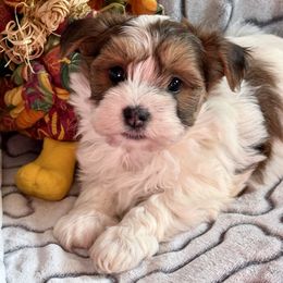 Isaiah - Red male Havanese puppy in Wappapello, Missouri from Titanium Havanese LLC