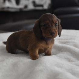 Lucy - Red female Dachshund puppy in Momence, Illinois from Happy Little Doxies