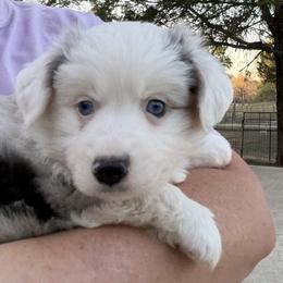 Daisy - Blue merle female Toy Australian Shepherd puppy in Cedar Creek, Texas from Rowdy Ranch Tx